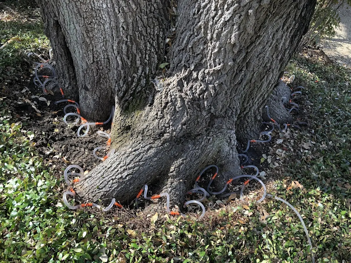Detailed Shrub and Hedge Trimming job site in Potomac
